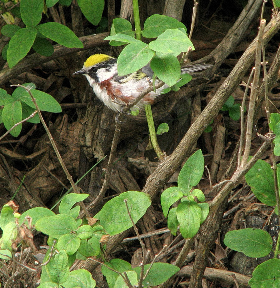 Chestnut-sided Warbler