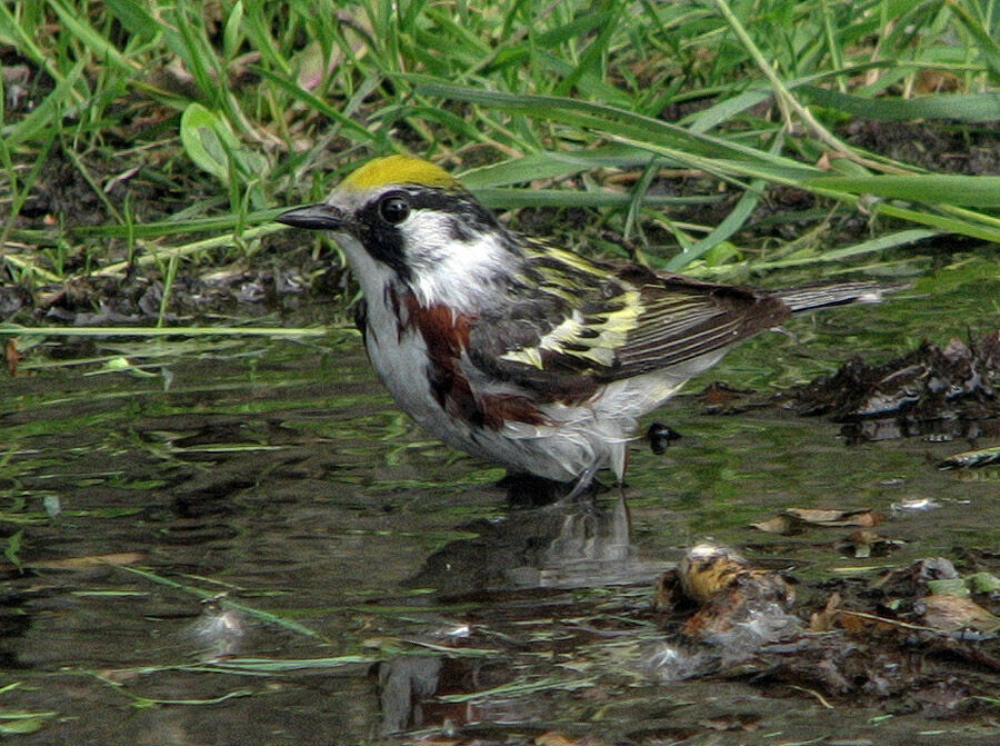 Chestnut-sided Warbler