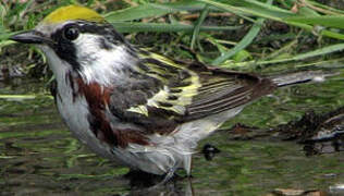 Chestnut-sided Warbler