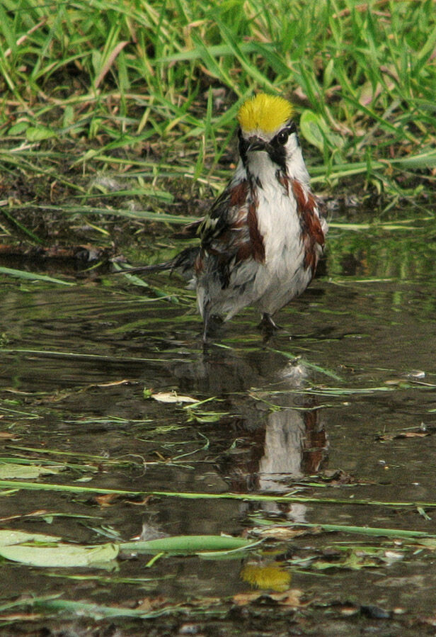 Chestnut-sided Warbler