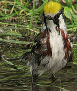 Chestnut-sided Warbler