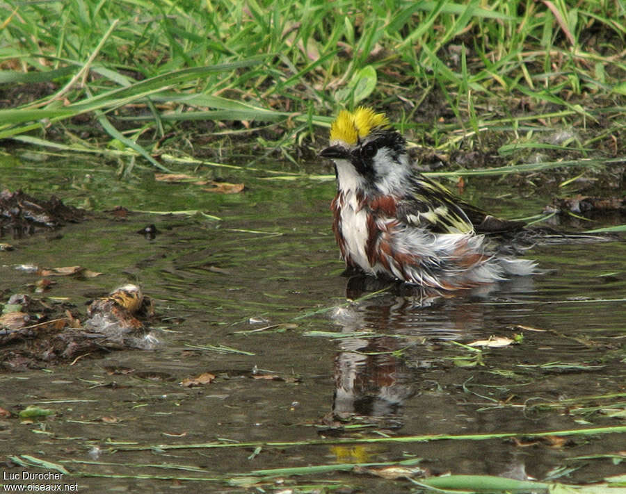 Paruline à flancs marron mâle adulte, soins