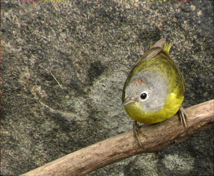 Paruline à joues grises