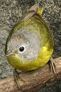 Nashville Warbler