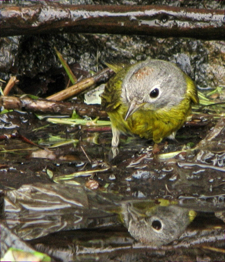 Nashville Warbler