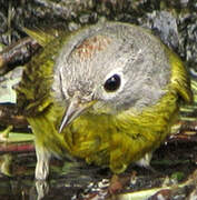 Nashville Warbler