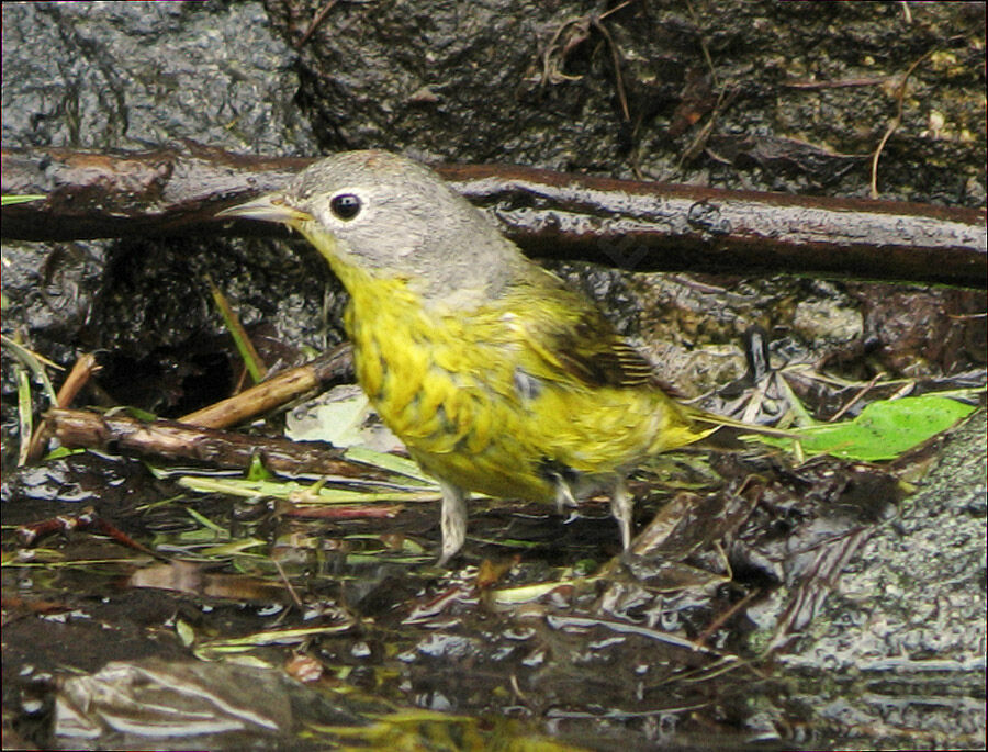 Nashville Warbler