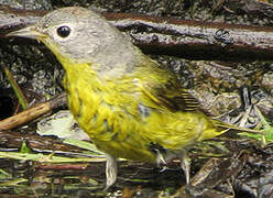 Nashville Warbler