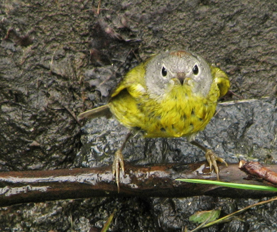 Nashville Warbler