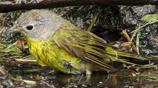 Nashville Warbler