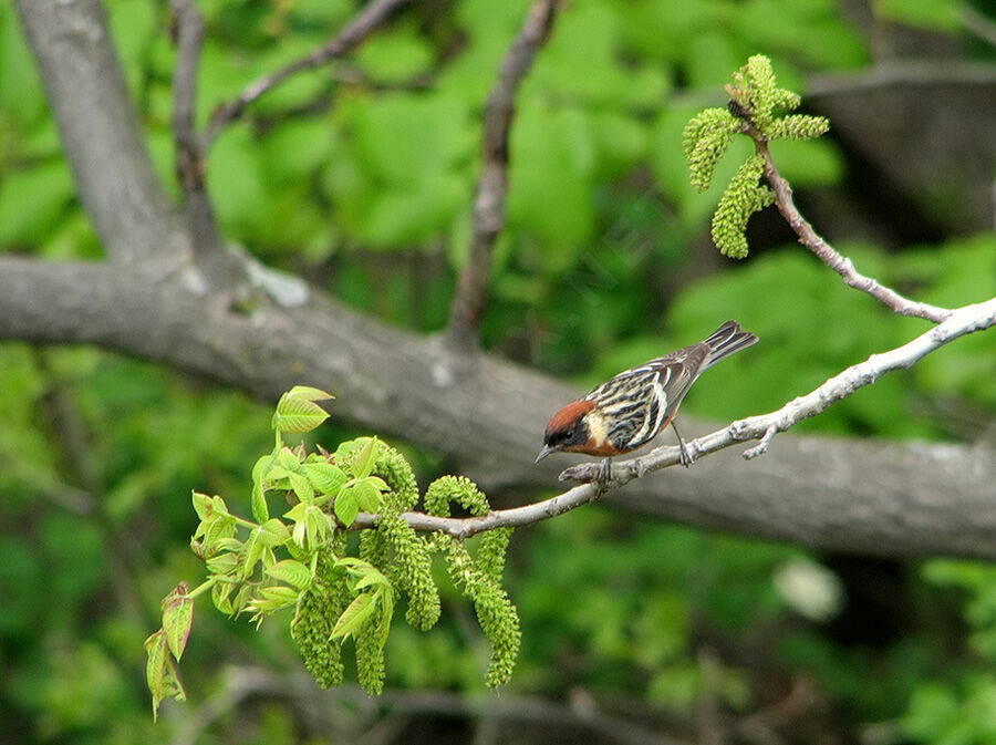 Paruline à poitrine baie