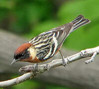 Bay-breasted Warbler