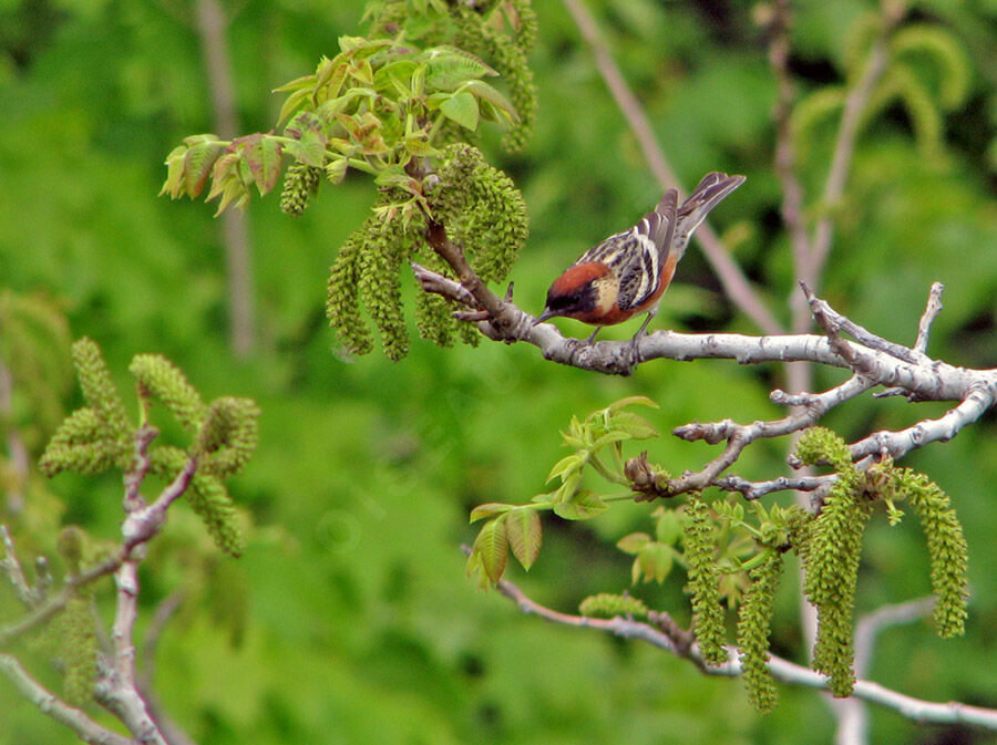 Bay-breasted Warbler