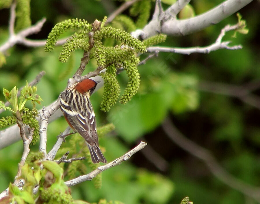 Bay-breasted Warbler