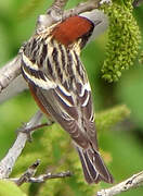 Bay-breasted Warbler