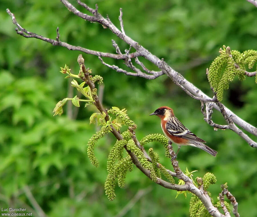 Bay-breasted Warbleradult, habitat, pigmentation