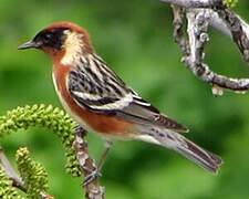 Bay-breasted Warbler