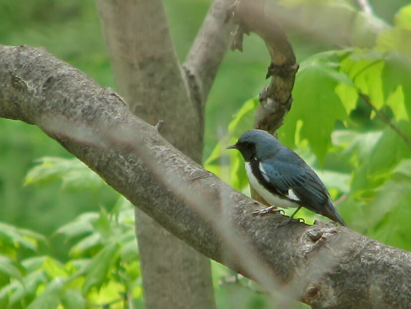 Paruline bleue