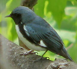 Paruline bleue