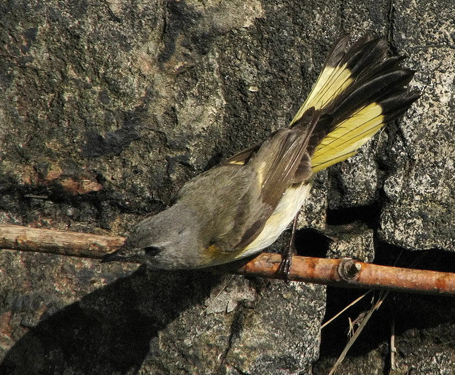 American Redstart