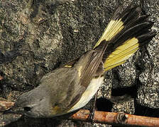 American Redstart