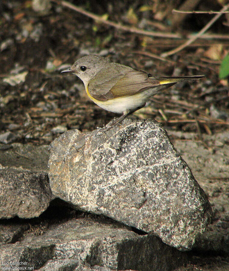 Paruline flamboyante1ère année, identification