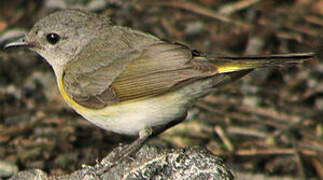 American Redstart