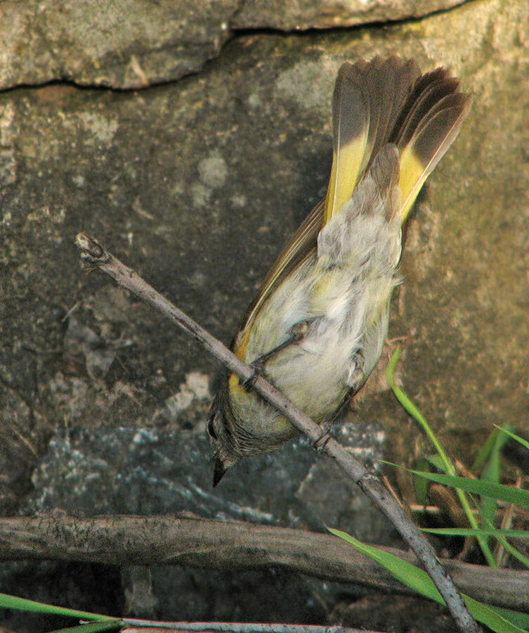 American Redstart