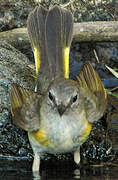 American Redstart