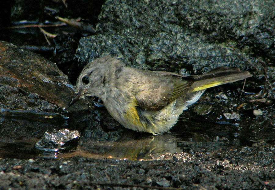 American Redstart