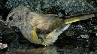 American Redstart