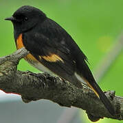 American Redstart