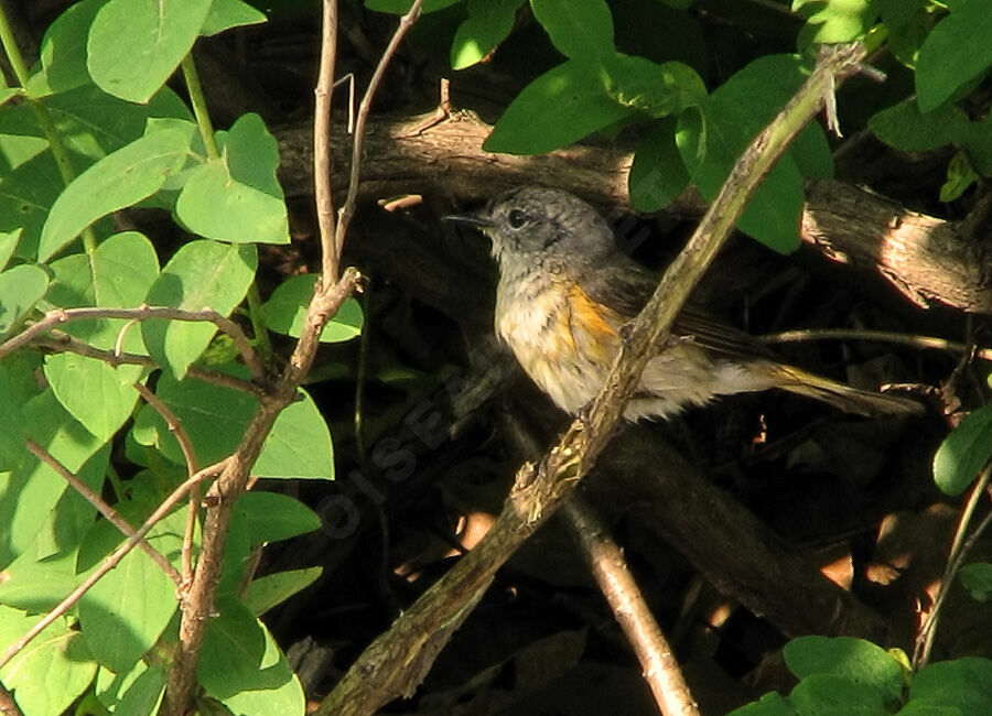 American Redstart