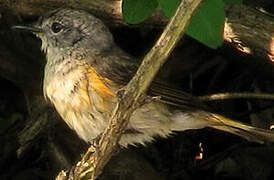 American Redstart