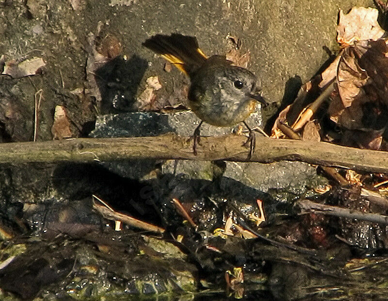 American Redstart