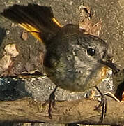 American Redstart