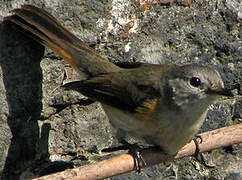 American Redstart