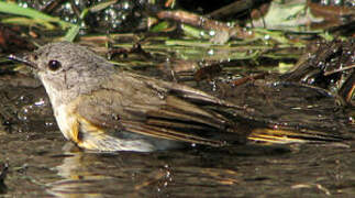 American Redstart