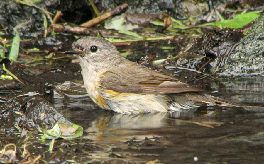 American Redstart