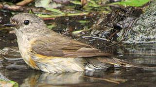 American Redstart