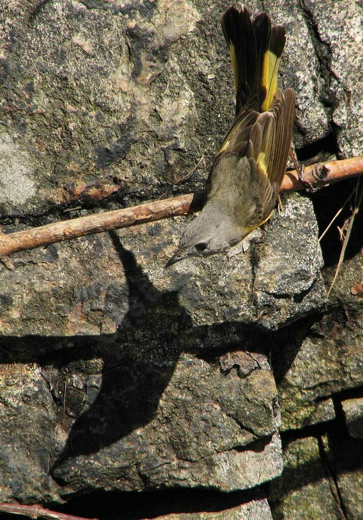 American Redstart