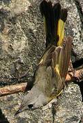 American Redstart