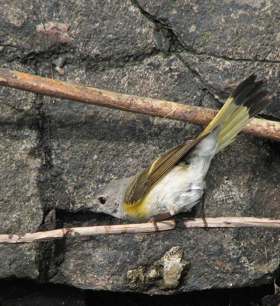 American Redstart