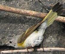 American Redstart