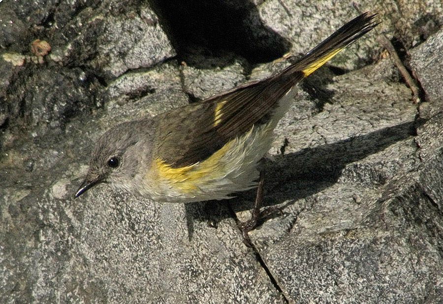 American Redstart
