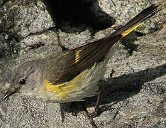 American Redstart