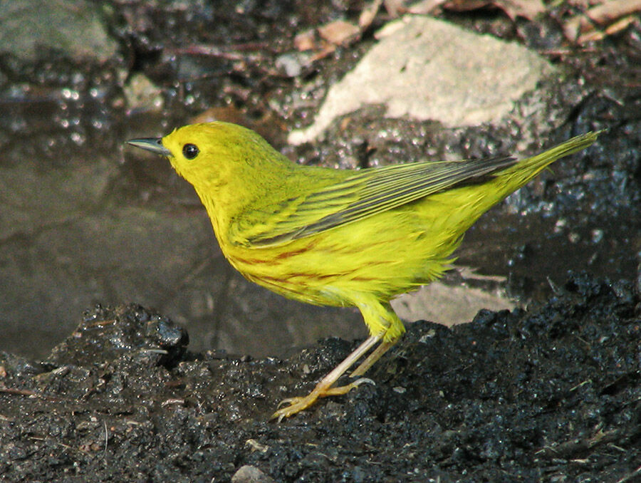 American Yellow Warbler