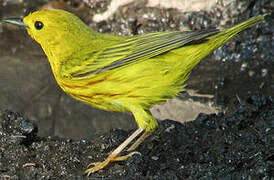 American Yellow Warbler