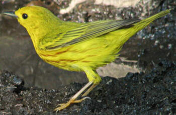 Paruline jaune