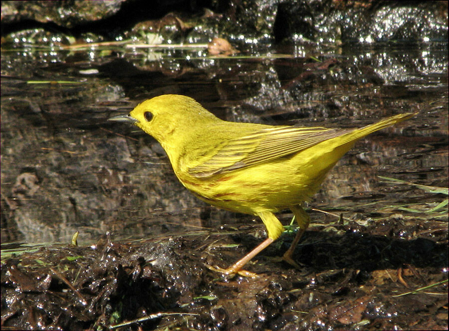 American Yellow Warbler